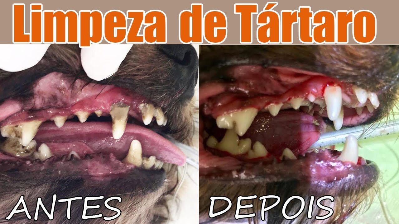 Como foi o Procedimento de Limpeza de Tártaro do meu cachorro Juanito?