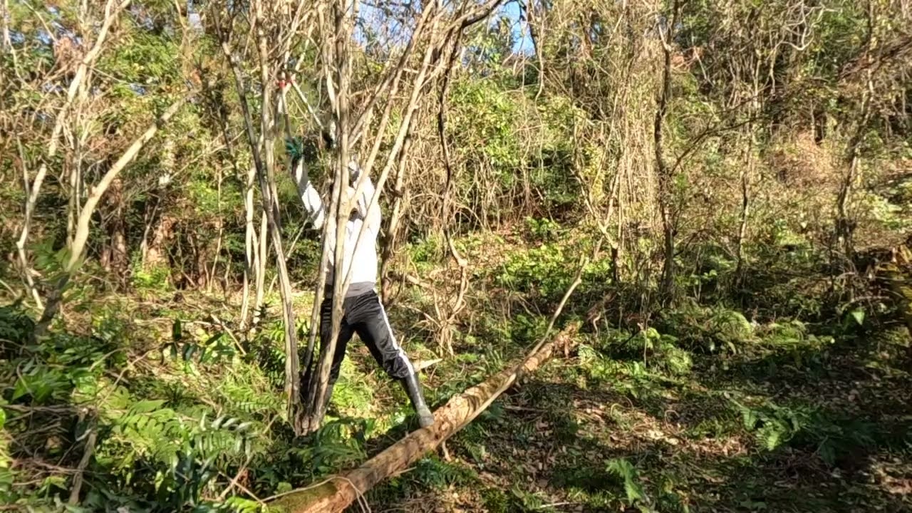 10倍速で山開拓