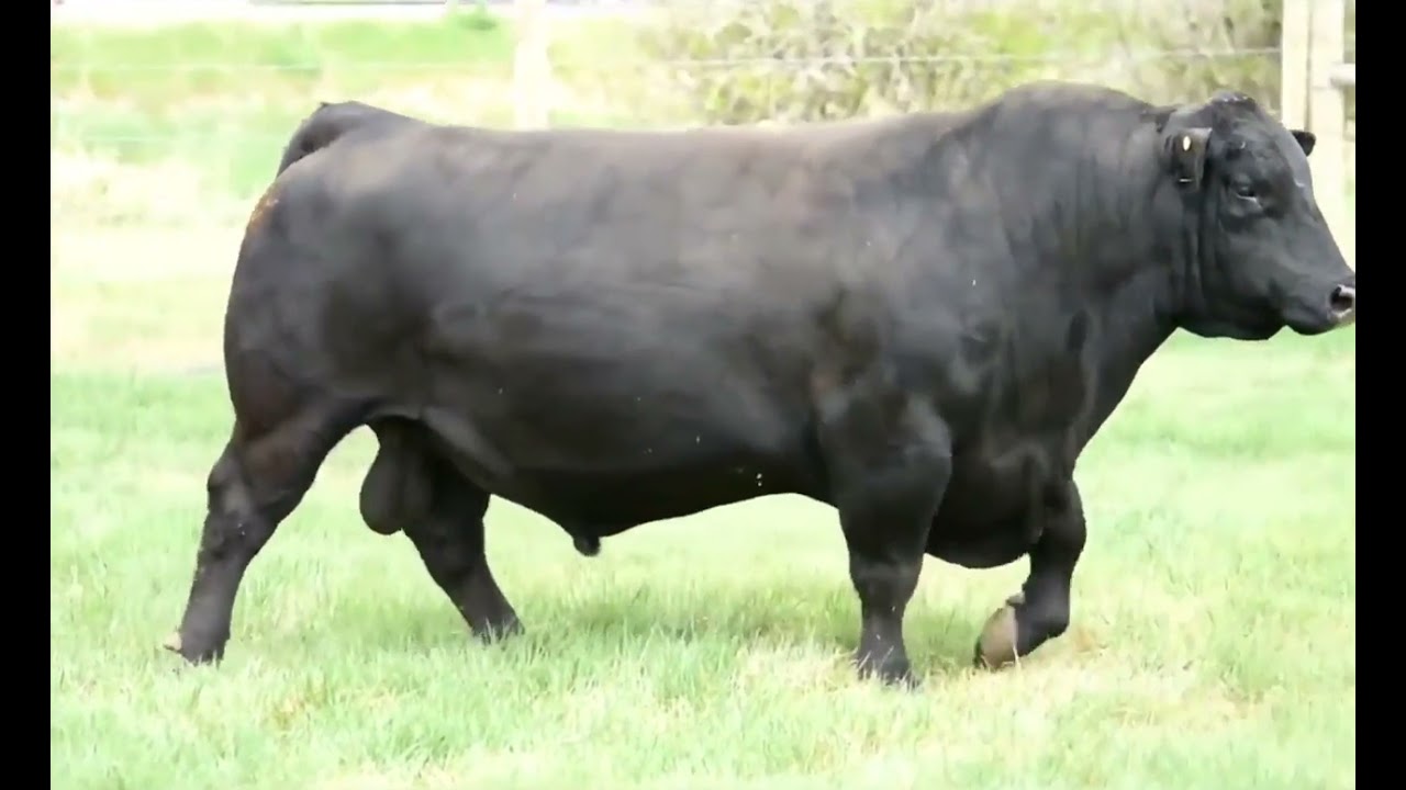 Semex's 2022 Beef Sire Overview
