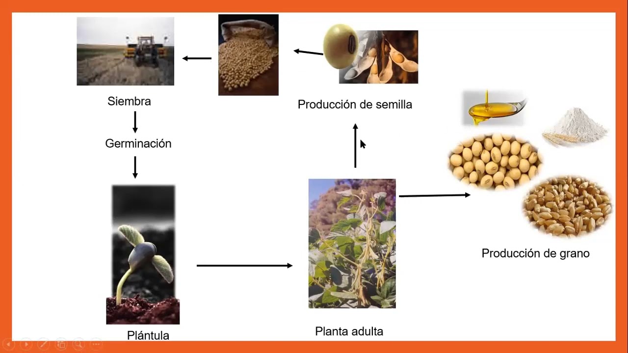 Bioquímica de la germinación (parte 4)