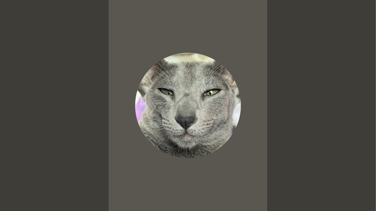 ChillCats в прямом эфире!