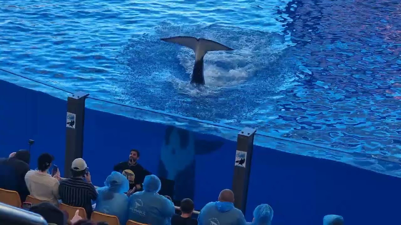 Tenerife - Loro Park killer whale (Orcas) 2025-12-29 151652