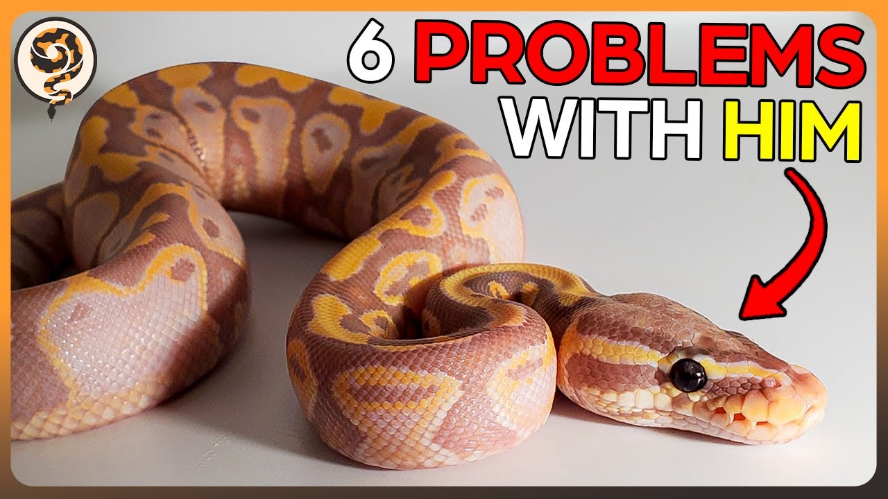 6 Issues Ball Pythons Owners run into (and how to overcome them!)
