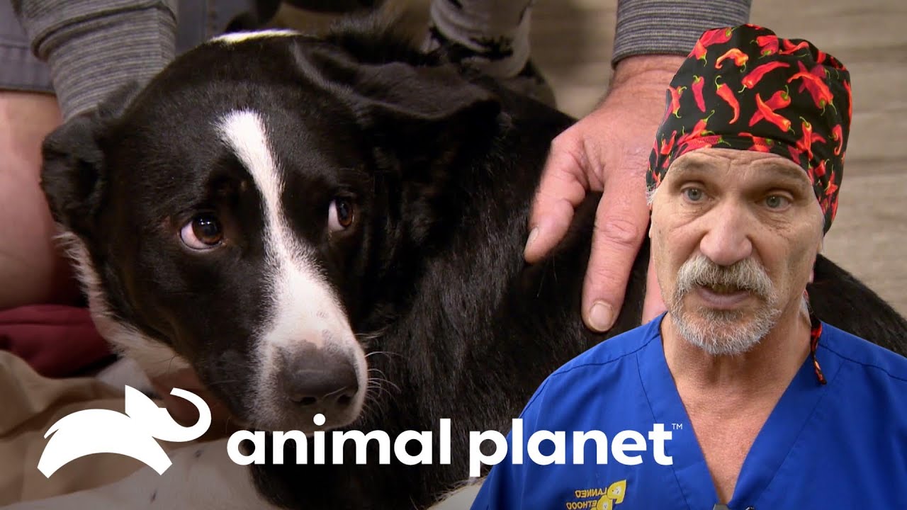 Doutor Jeff salva a pata de um cão atropelado | Veterinário das Montanhas | Animal Planet Brasil