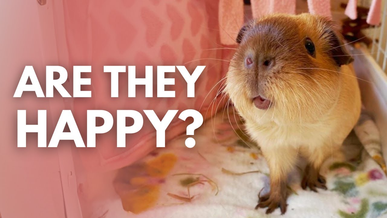 Keeping Your Guinea Pig Happy: Enrichment Ideas