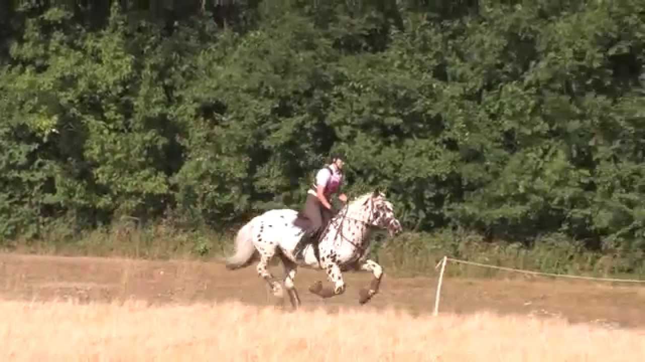 Noriker PRIMAVERO ELMAR XV MilAk cci2 CrossCountry ALeicht