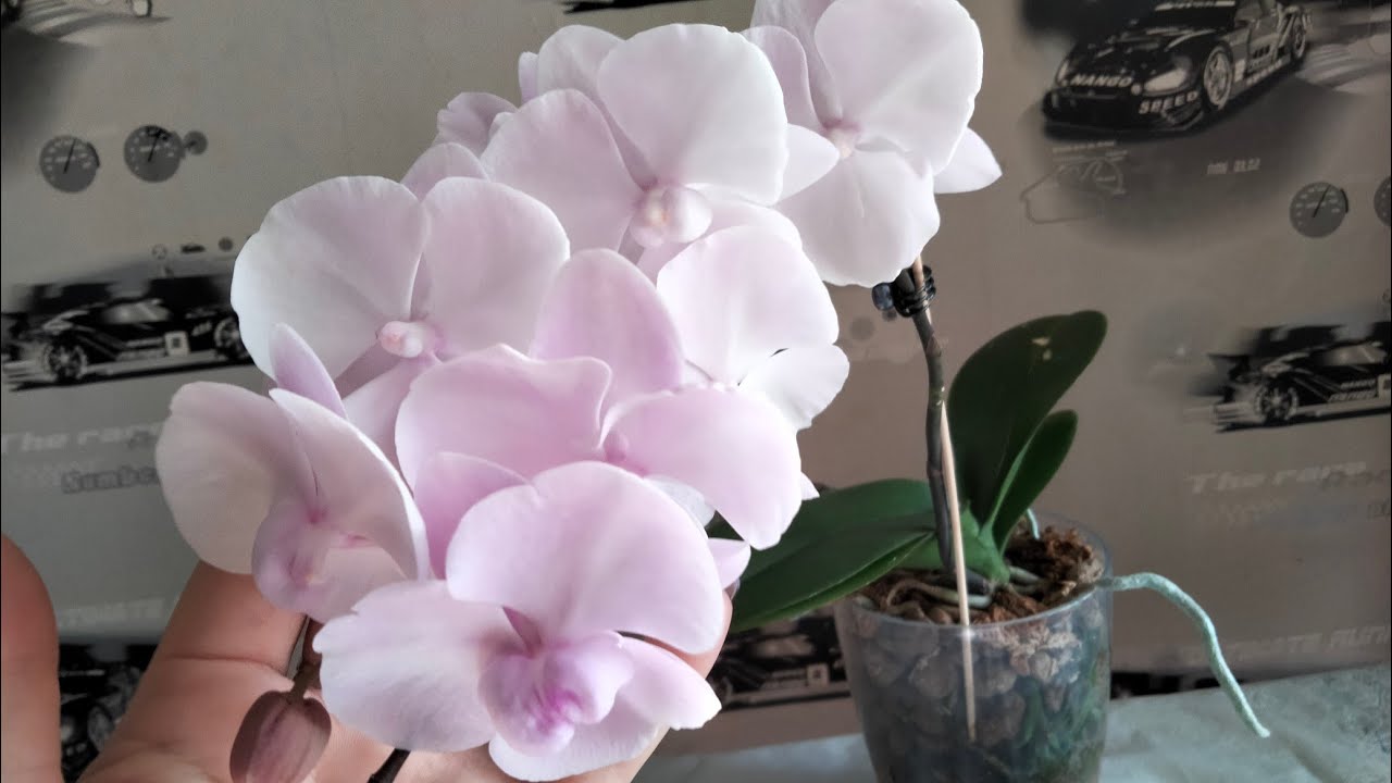 Цветёт орхидея Phal. Lovely Pink 