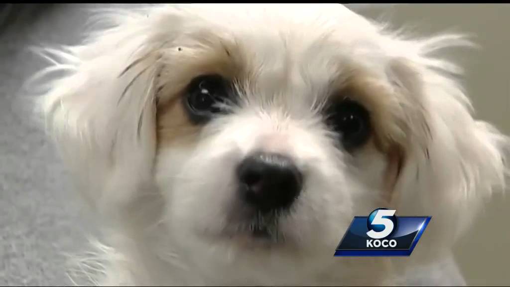 Puppies thrown from car now in safe hands