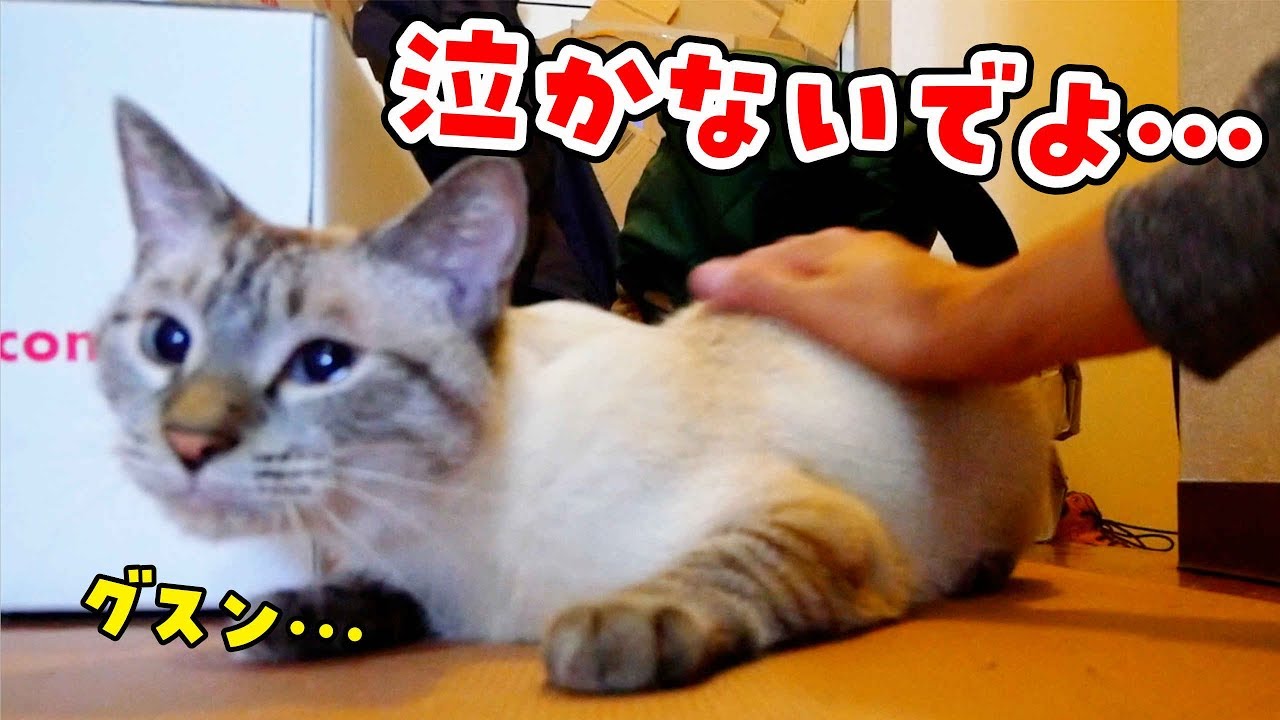 【猫と飼い主の別れ】帰省する飼い主に置いてかれる猫… 離れるのが嫌で鳴きまくってしまいました…