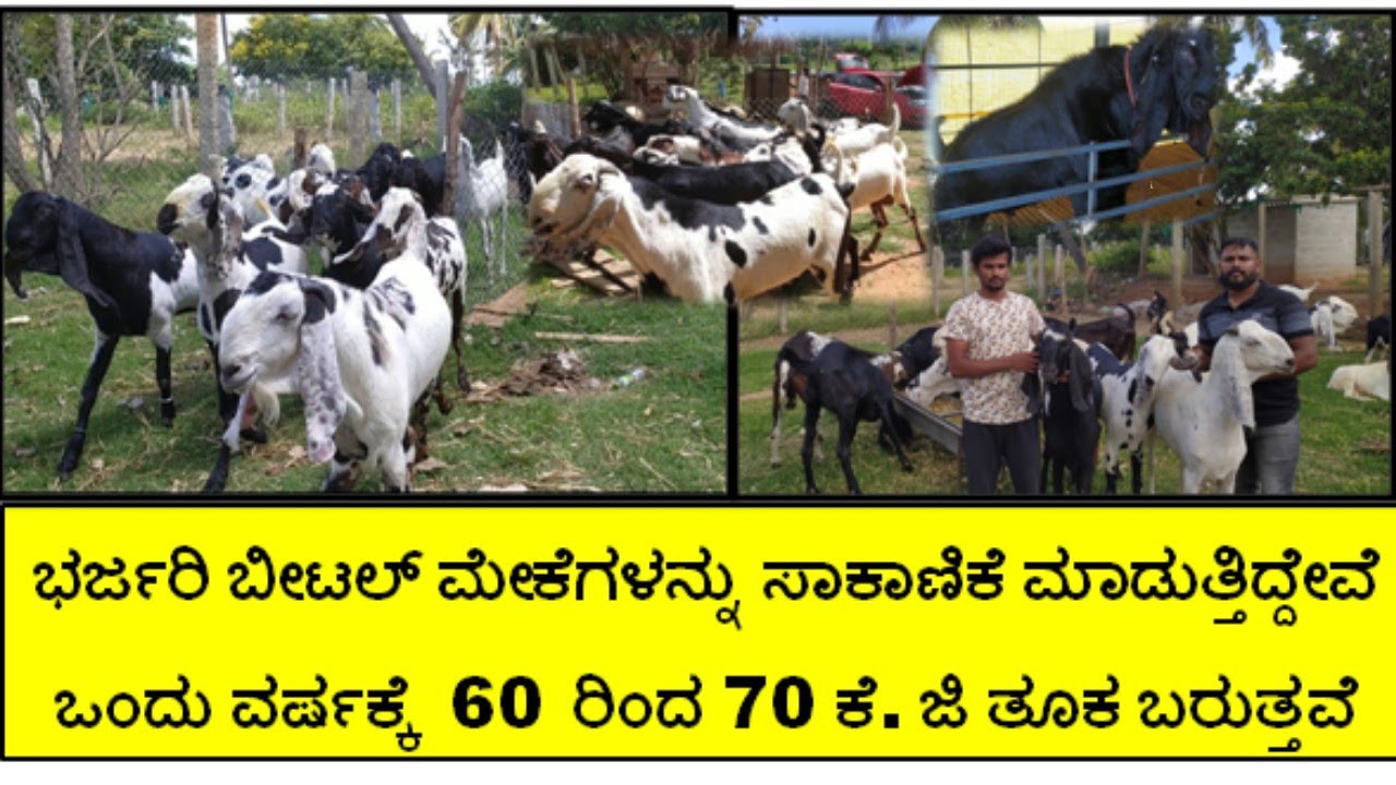 ಭರ್ಜರಿ ಬೀಟಲ್ ಮೇಕೆಗಳು ಮತ್ತು ಯಳಗ ಟಗರು ಸಾಕಾಣಿಕೆಯಿಂದ ಬಂಪರ್ ಆದಾಯ ಸಿಕ್ಕಿದೆ