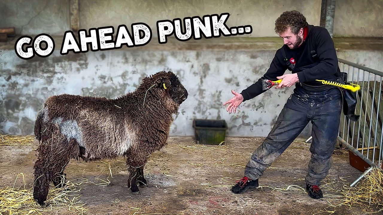 FIRST TIME shear for this young ram!