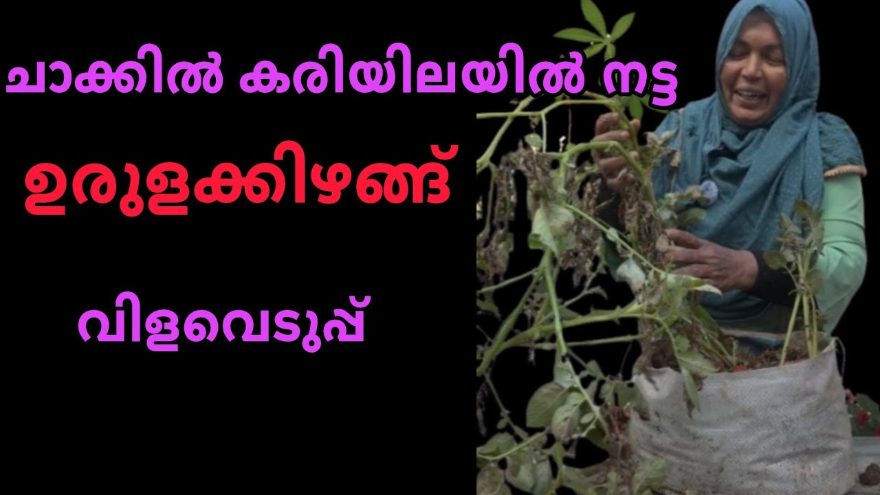 വീട്ടമ്മയുടെ കരിയിലയിൽ നട്ട ഉരുളക്കിഴങ്ങിന്റെ വിളവെടുപ്പ് കണ്ടാലോ 👌🏻👌🏻