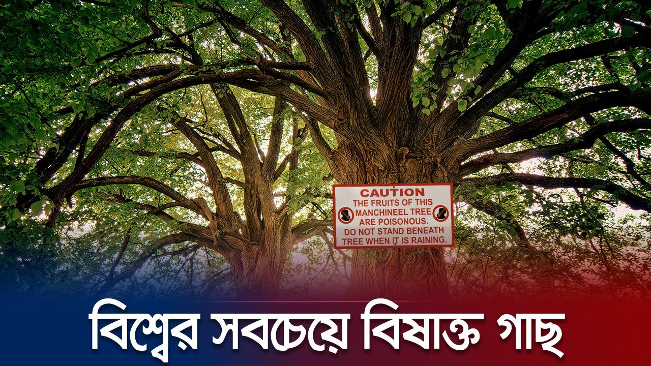 যে গাছের নিচে দাঁড়ালেও হতে পারে মৃত্যু! | World's Most Poisonous Tree | Jamuna TV
