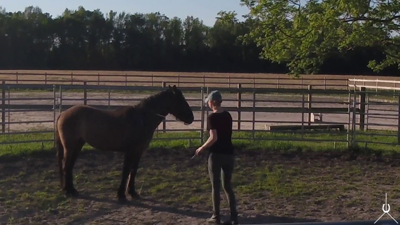 Ground Work with a Mustang in the Round Pen