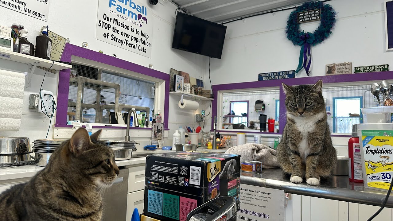 Furball Farm Cat Sanctuary is live!