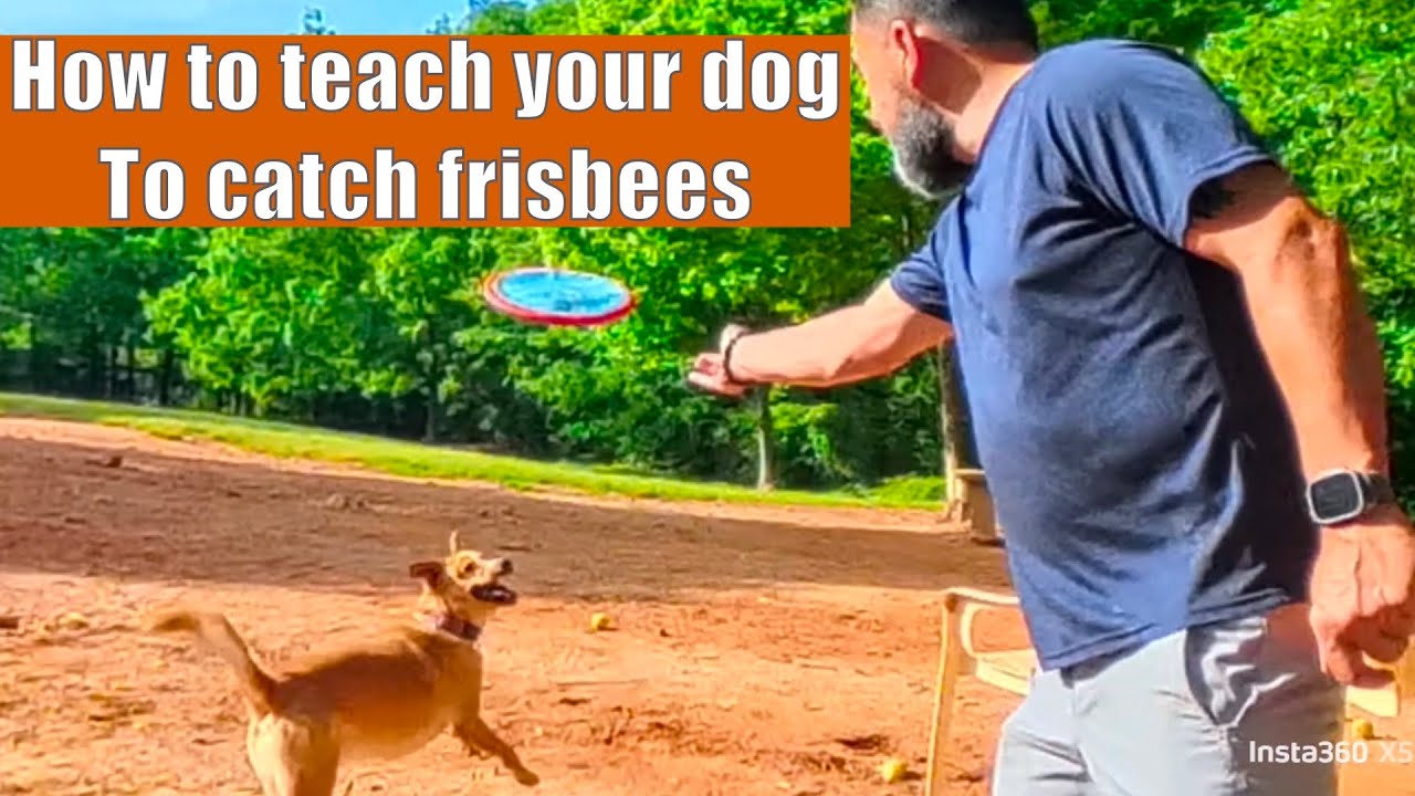 How to teach your dog to catch frisbees
