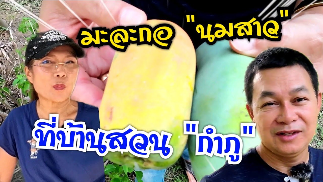 มะละกอ 'นมสาว'มีที่บ้านสวนกำภู #บ้านสวนกำภูep762