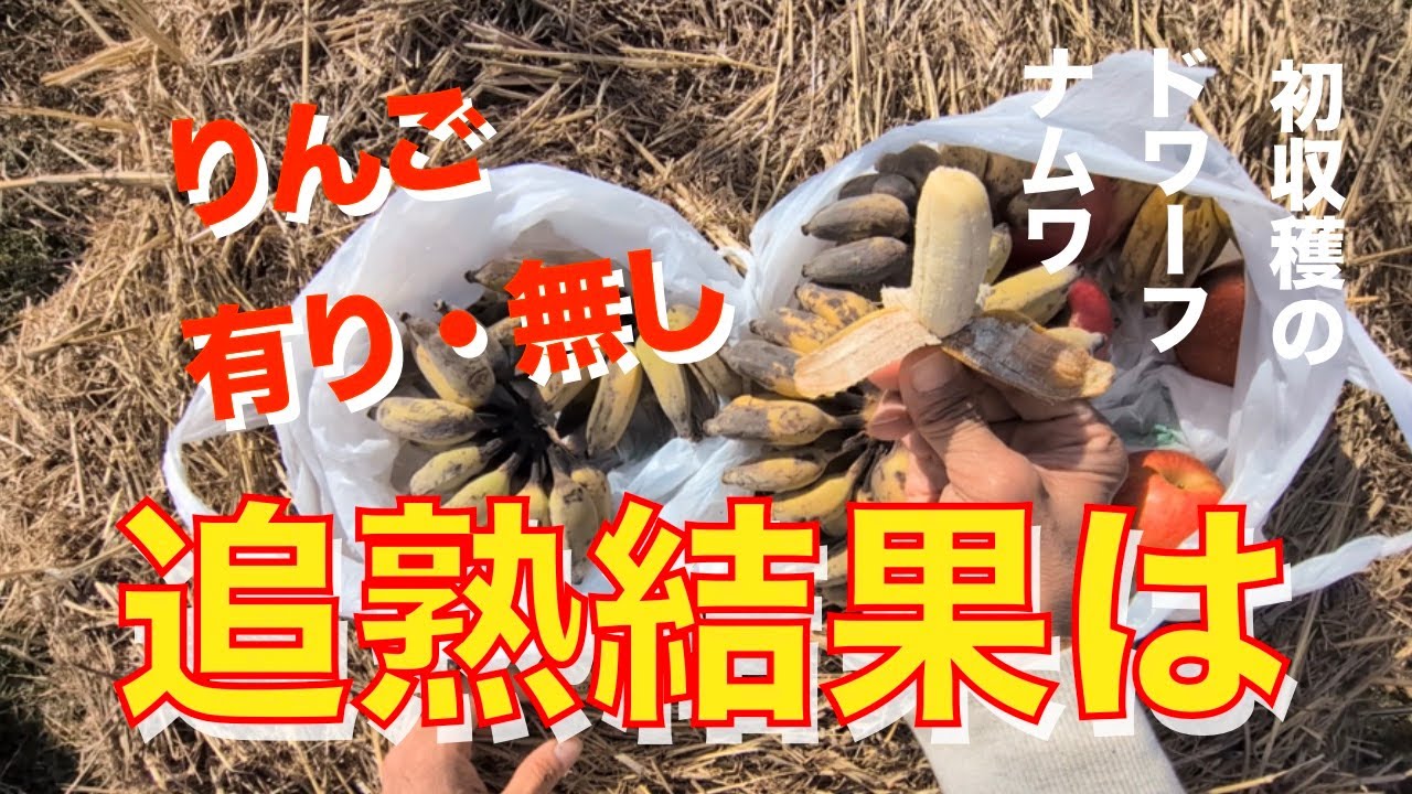 【ドワーフ・ナムワ追熟】りんご有、無の追熟結果は！