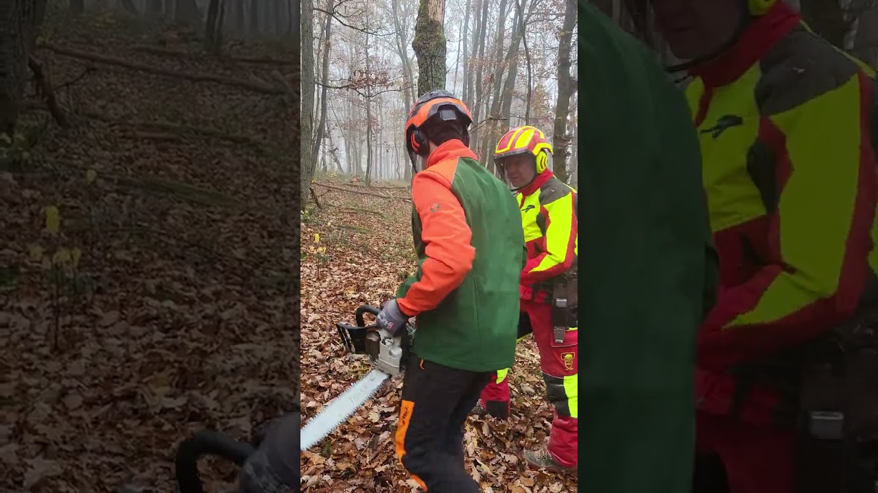 Lehrgang,  Bäume Fällen 🌳🇩🇪 Ligjeratë se si ti prejmë Drunjët🌳🇦🇱🇽🇰