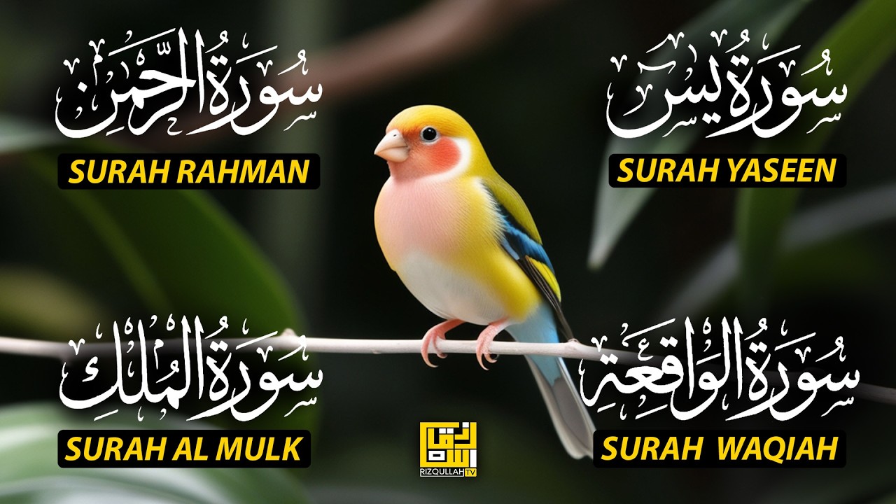 Magical Recitation Surah Yaseen (Yasin) | Surah Rahman | Surah Waqiah | Surah Mulk EP214