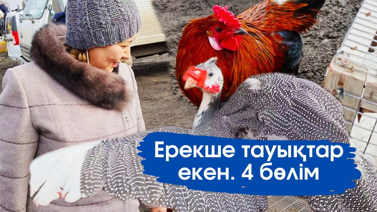Vlog. Атырау тауық базар . Африканский тауық дегенде болады екен