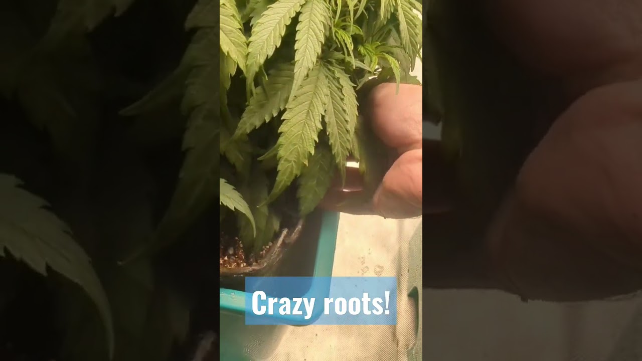 Crazy Roots Growing in my Hydroponic System! AirCube System