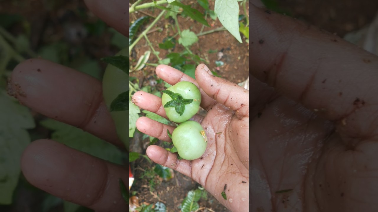 Destroyed 😭😭😭 in secondsHailstrom#viralvideo#plants#nature#shorts