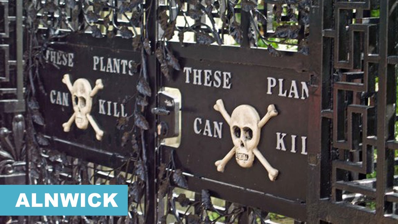 Il Giardino dei VELENI di Alnwick: l’Orto Botanico più Mortale al Mondo