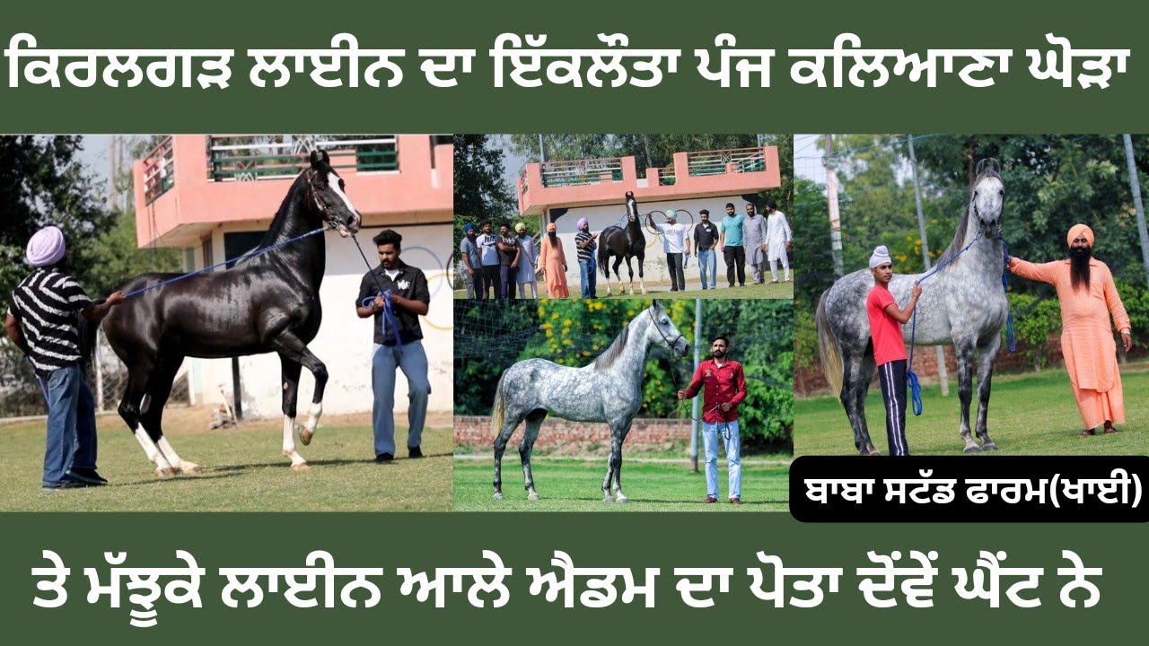 ਬਾਬਾ ਸਟੱਡ ਫਾਰਮ ਖਾਈ ਆਲਿਆਂ ਕੋਲੇ ਦੋ ਘੋੜੇ ਹੋਗੇ ਹੁਣ,ਪਹਿਲਾ ਚੈਂਪੀਅਨ ਸਿਤਾਰ ਤੇ ਦੂਜਾ ਐਂਡਮ ਦਾ ਪੋਤਾ ਲਿਆਏ