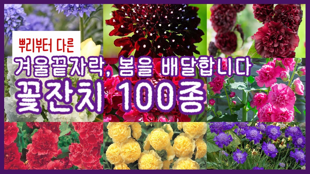 꽃구경🌷 지친 일상을 깨울 화사한 꽃잔치! 2월에 만나는 알짜 식물 겹접시꽃· 실패 없는 봄 정원을 위한 필수 야생화 상세 소개 및 관리법 대공개 🌿