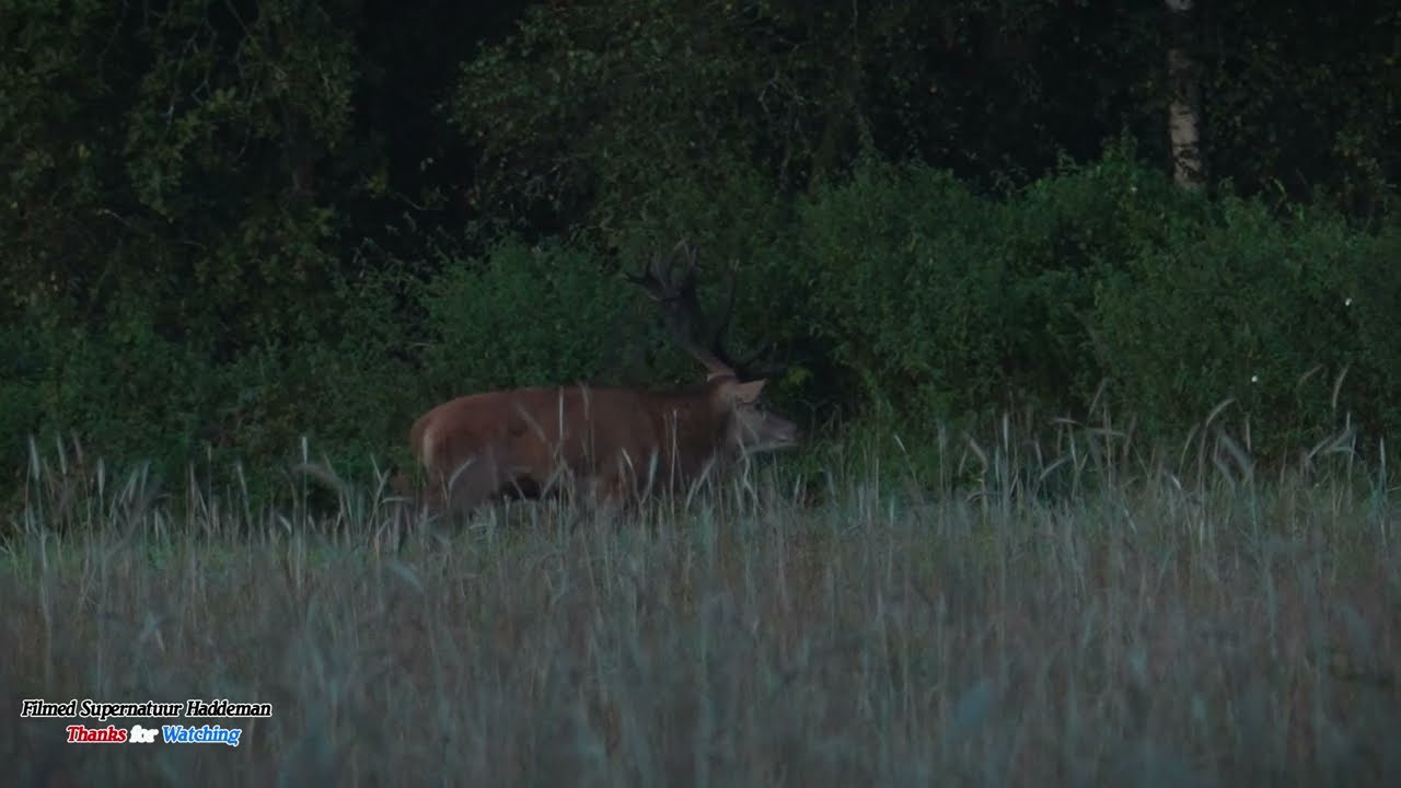 Edelherten in de Bronstijd op de Veluwe | Red Deer Rut Season - Sony A7 IV