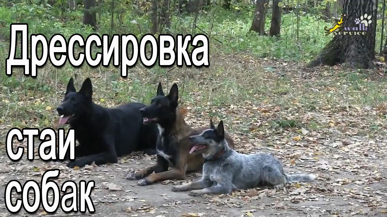 Дрессировка стаи собак, произвольная программа