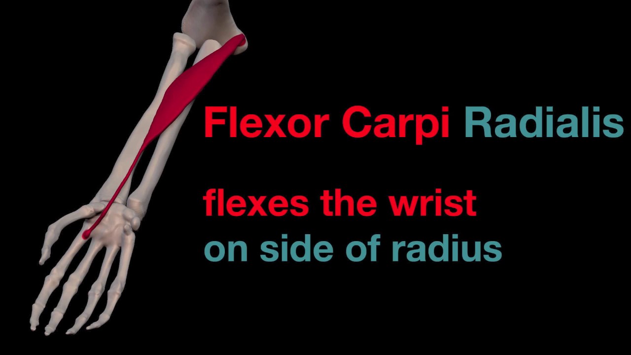 Arm Muscles: 30 Flexor Carpi Radialis