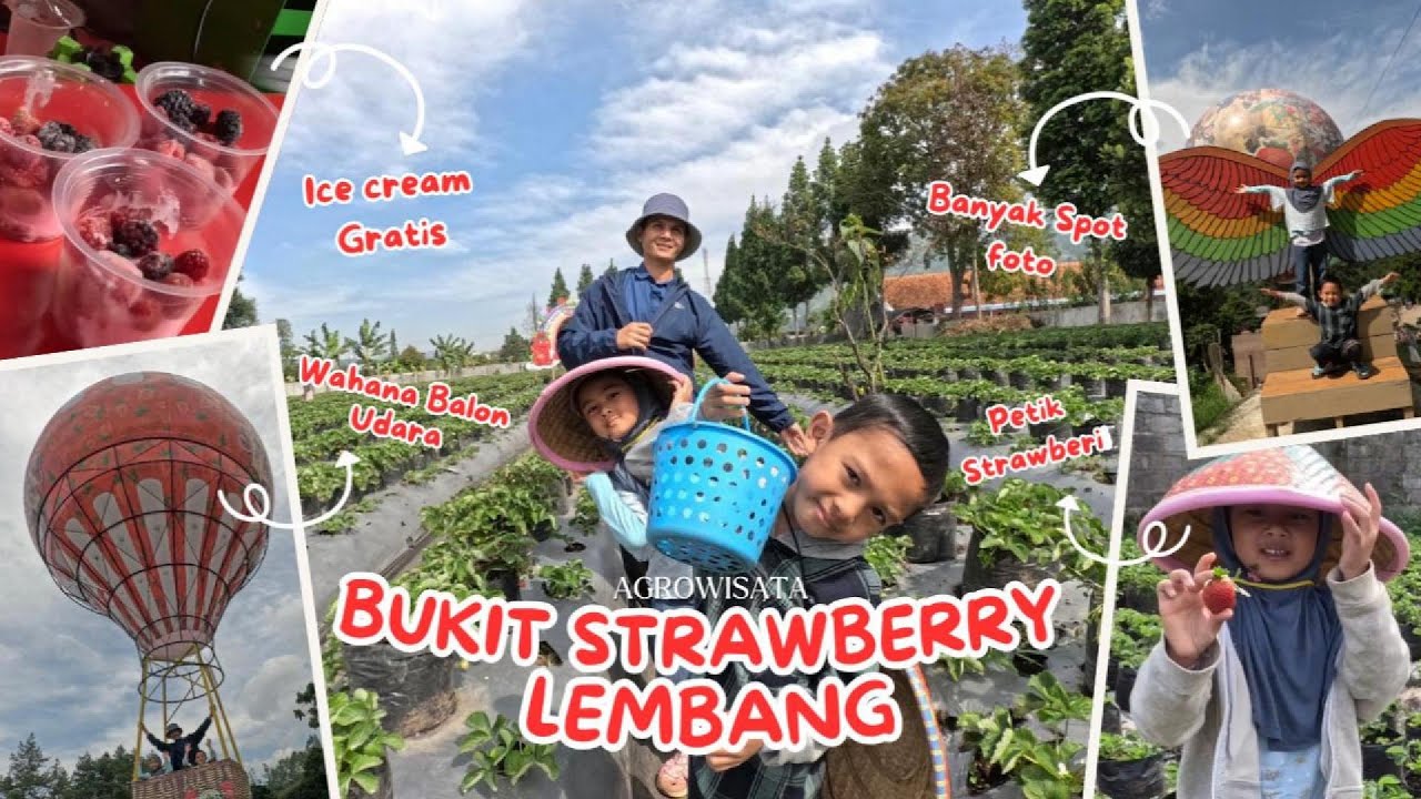KEBUN STRAWBERRY TERLUAS DI LEMBANG BANDUNG?!🍓 | BISA PETIK STRAWBERRY SENDIRI🍓