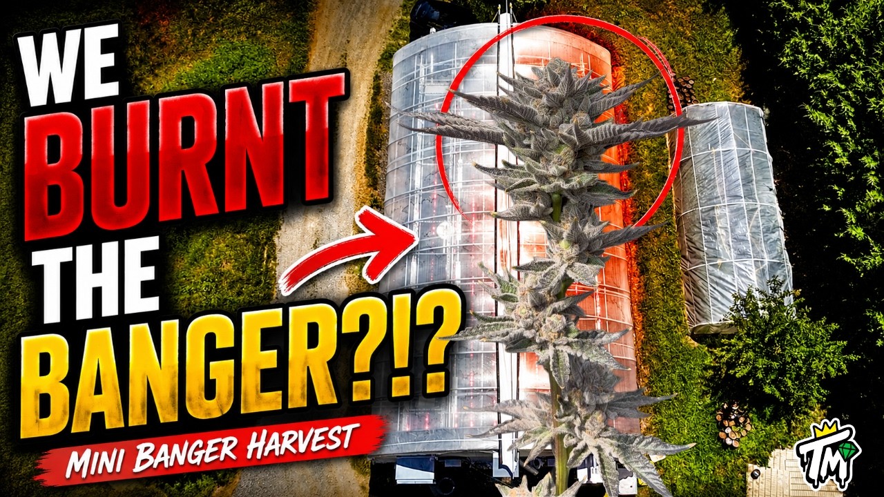 WE BURNT THE MINI BANGER?!? FULL MIXED LIGHT HARVEST.