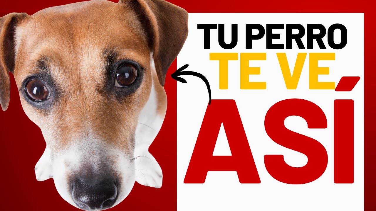 😲Tu PERRO NO PIENSA que eres HUMANO (la verdad es SORPRENDENTE)
