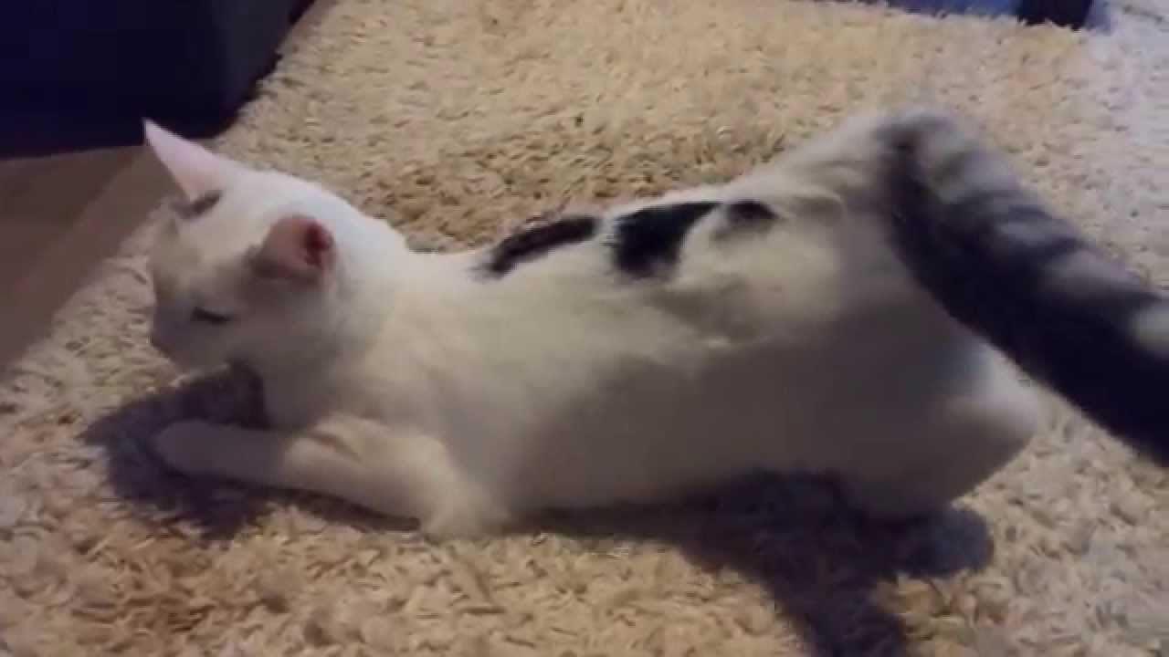 kissa kiimassa