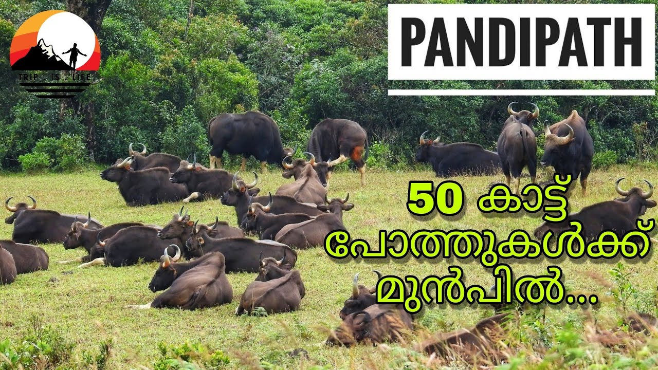Pandipathu Trek Trivandrum Part2 | Peppara Wildlife Sanctuary