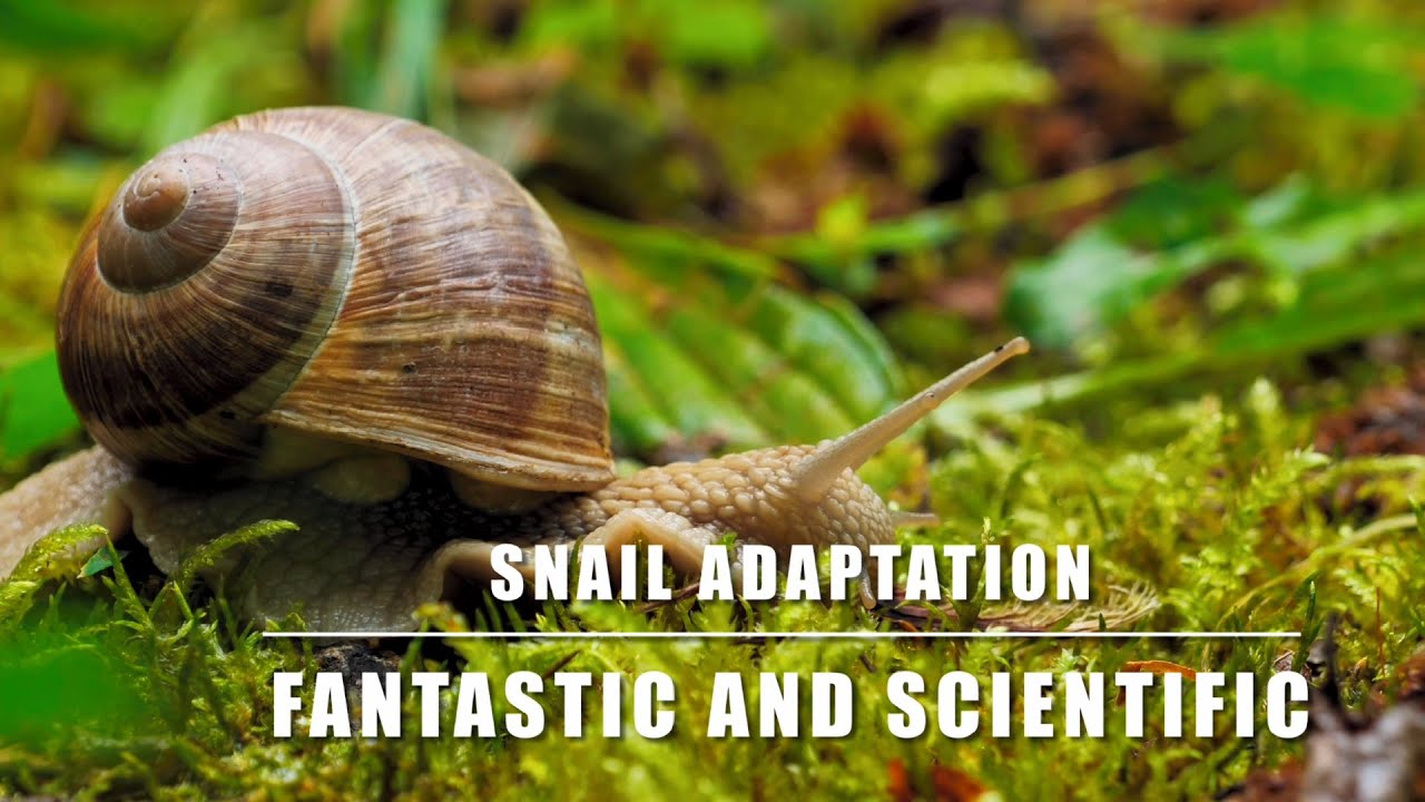 Snail Adaptation| Snails| Adaptation In Snail| Adaptation In Animals| #snail #snailshell #adaptation