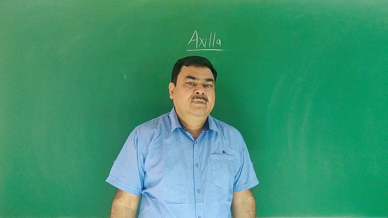 AXILLA (In hindi)PART 2/5 BY DR A K SINGH