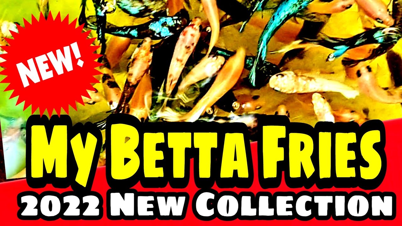 My Betta fries #bestbettacollection2022 #bettalovers #bettaindonesia #importedbetta #thailandbetta