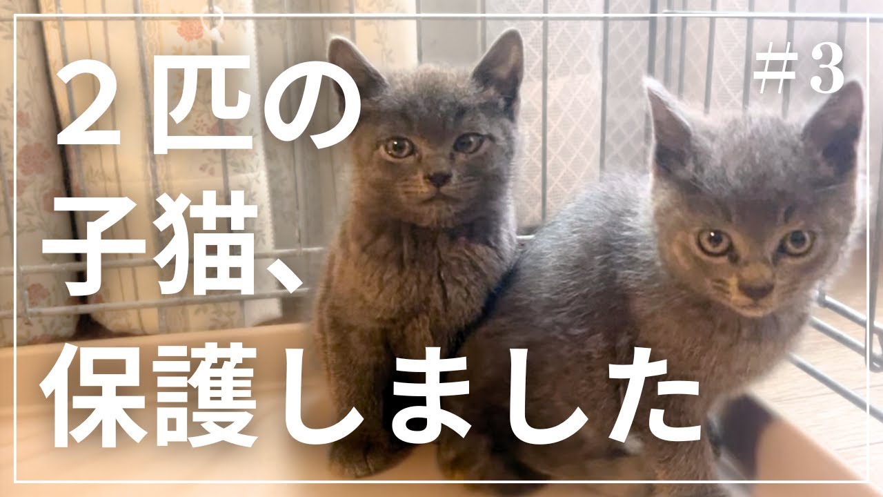 ２匹の子猫、保護しました。#3【最終回】