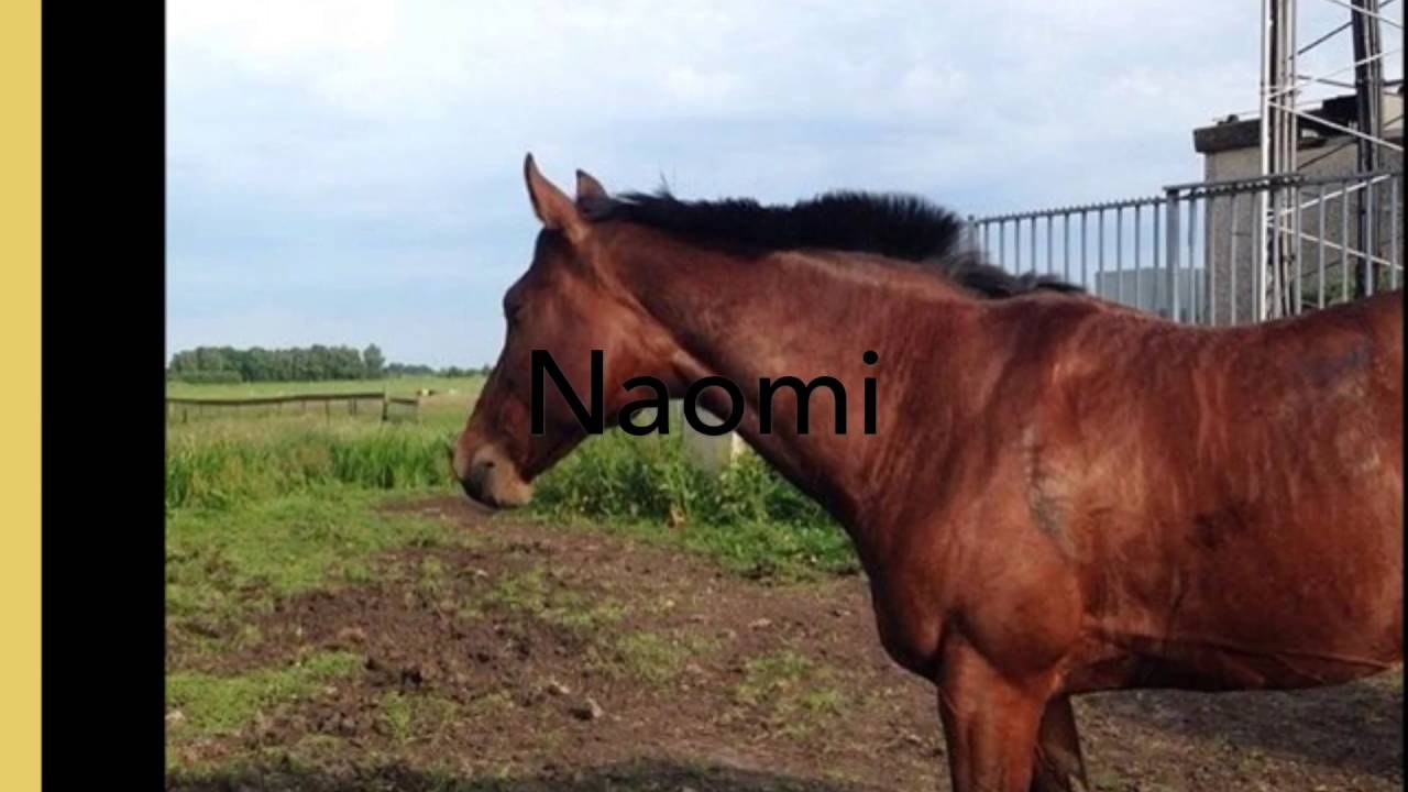 Pony's en paarden van manege de driesprong