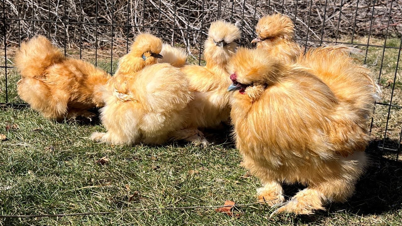 Silkie Chickens - Bearded Buff Silkies at Buc~A~Buc Farm