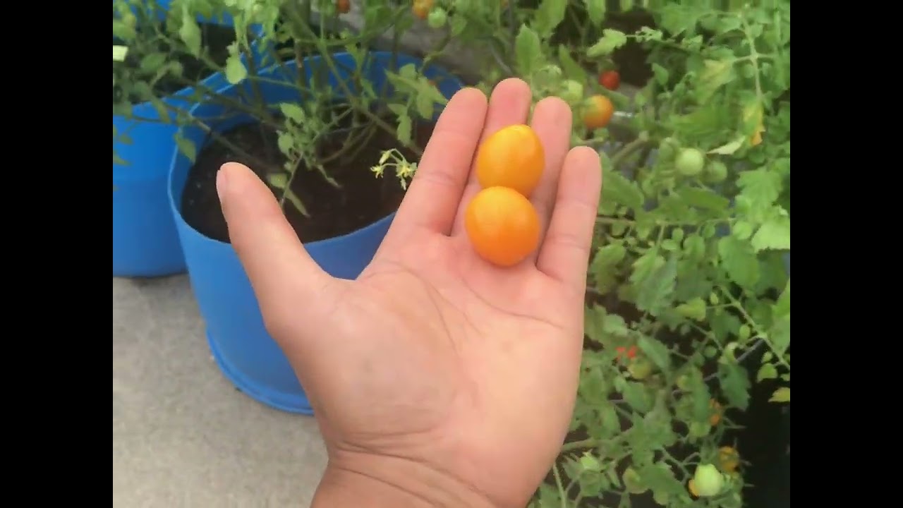 Growing Tomatoes
