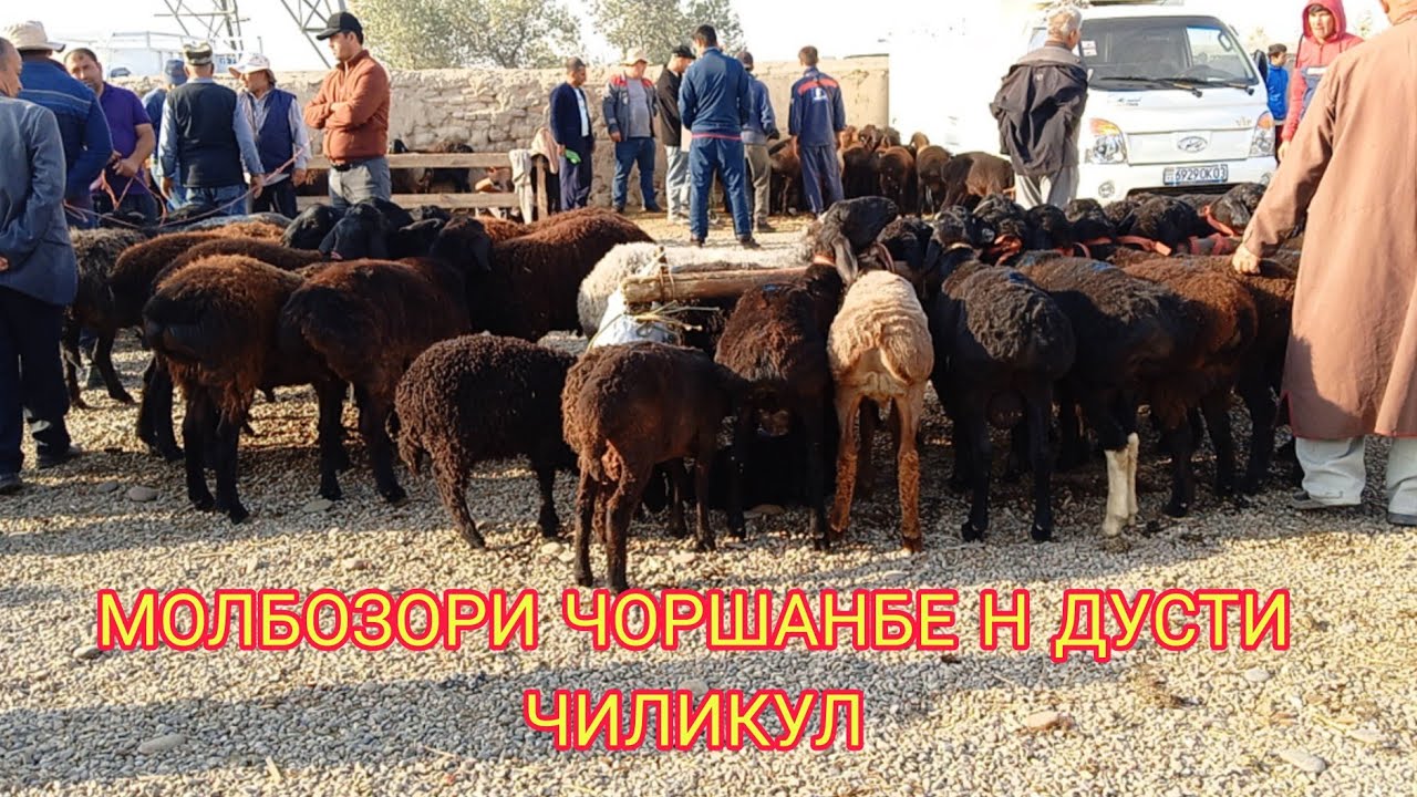 МОЛБОЗОРИ ЧОРШАНБЕ Н ДУСТИ 08.10.2025. г