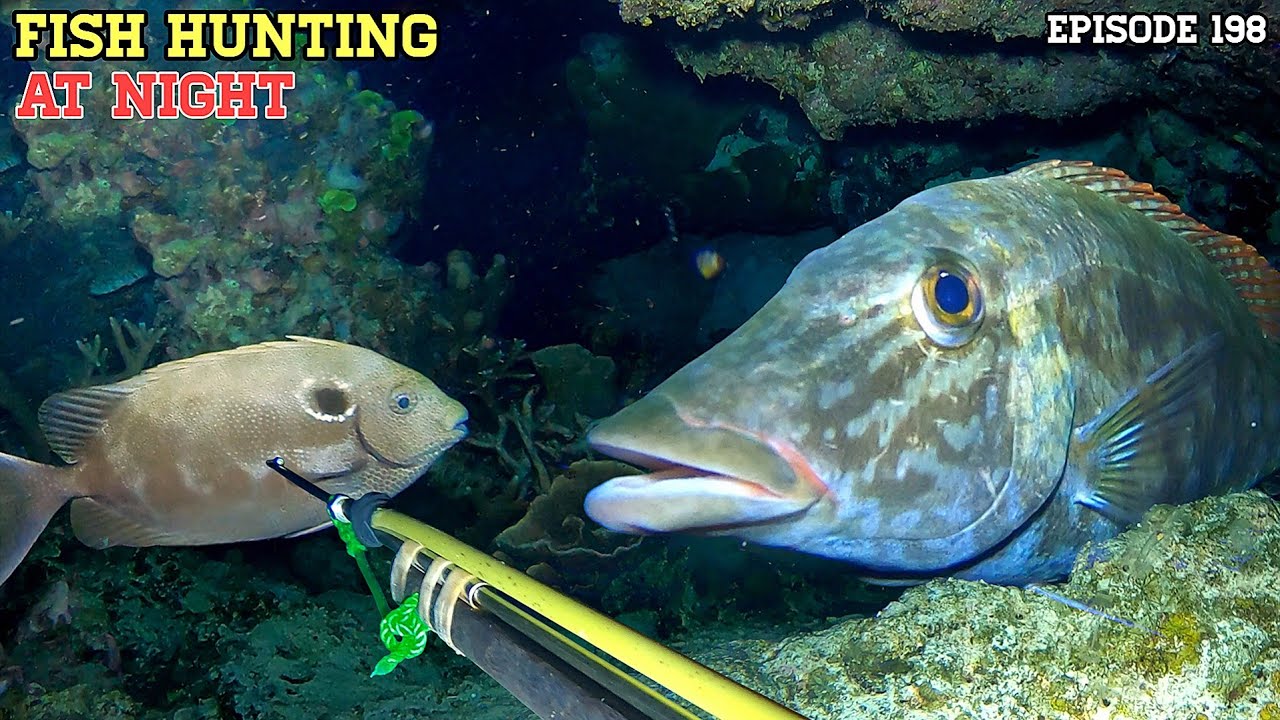 Ep199 NIGHT SPEARFISHING| FISH HUNTING AT NIGHT 
