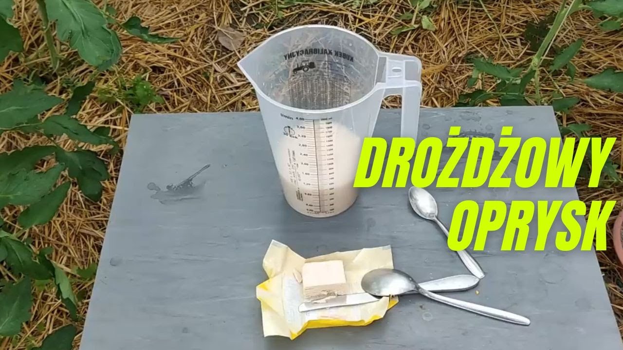 Oprysk pomidorów drożdżami - podwójna korzyść
