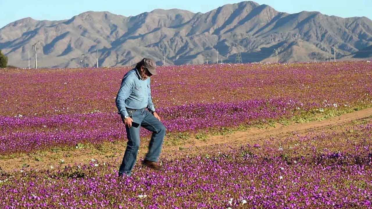 World's driest desert in bloom after heavy rains