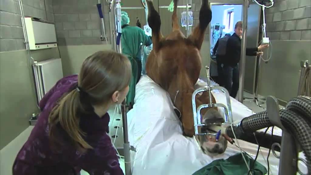 Land van Limburg 15 - Operatie in de paardenkliniek met Stefanie Welschen uit Venlo
